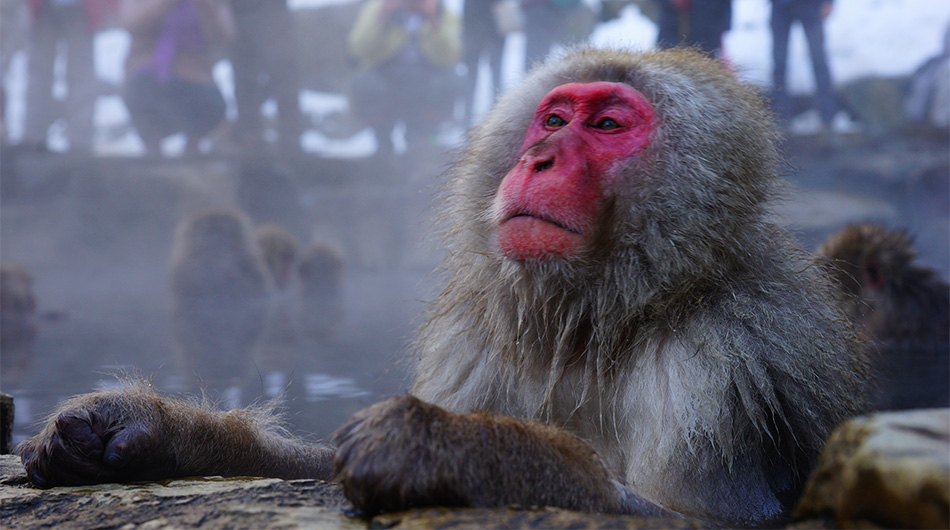 What are the snow monkeys?