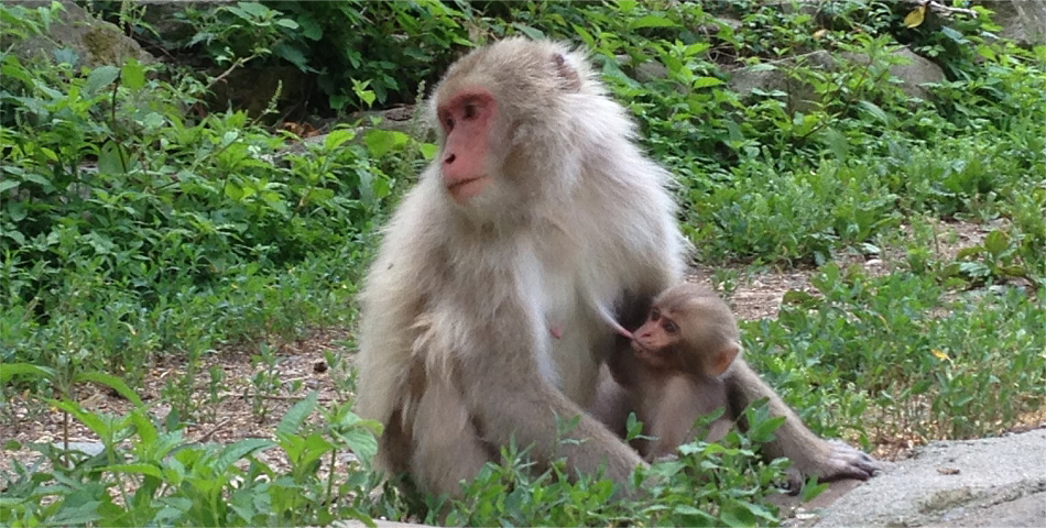 What is a good season to visit the snow monkeys?