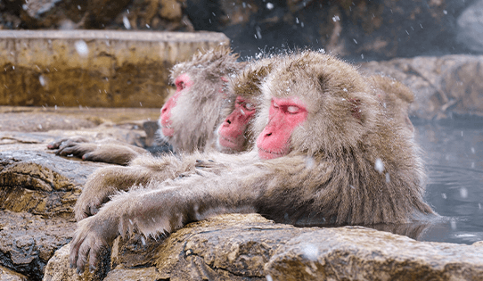 地獄谷野猿公苑のイメージ